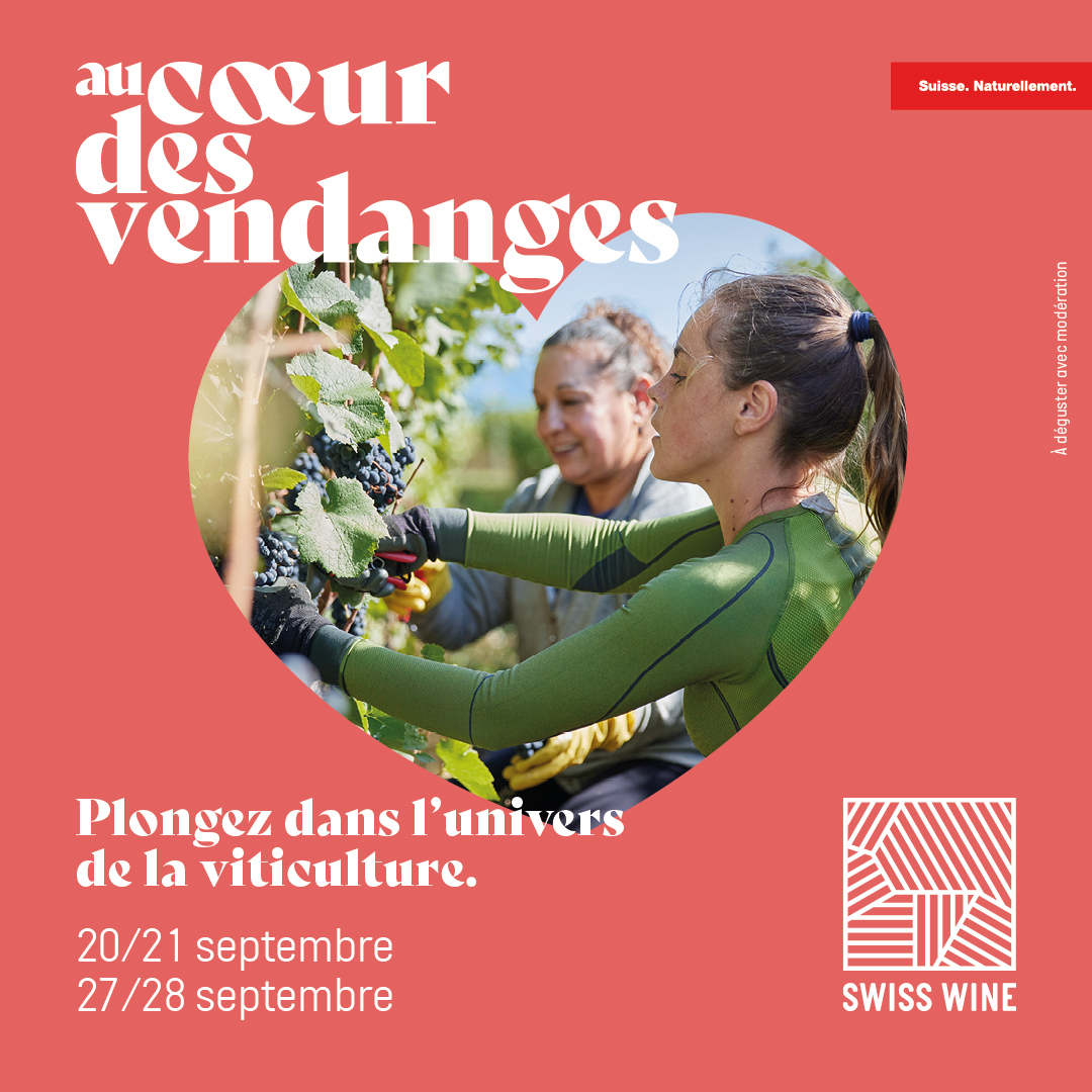 Au Coeur des Vendanges 2025